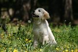 GOLDEN RETRIEVER 1103